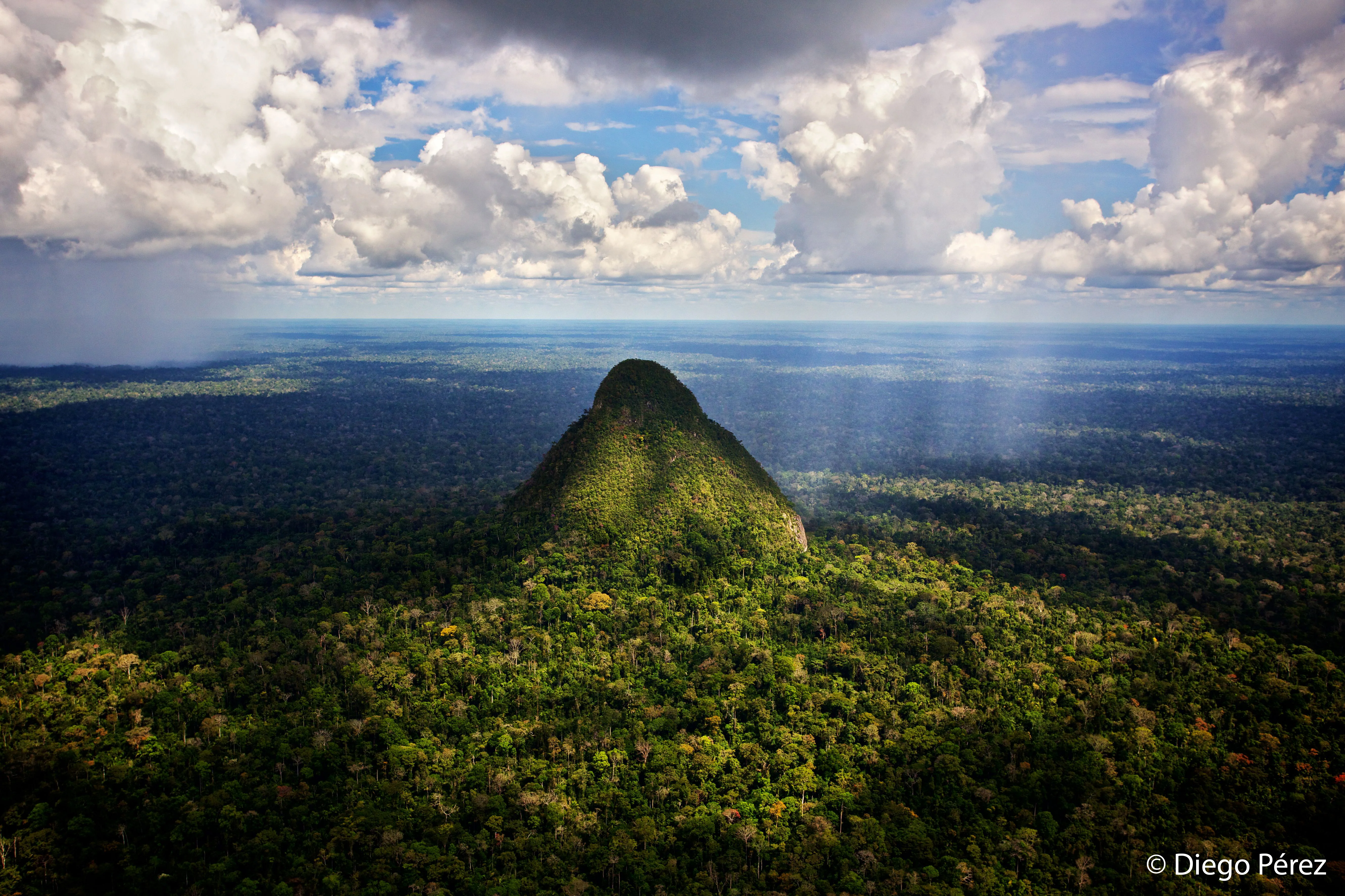 Safeguard Critical Rainforest Habitat - Image 12