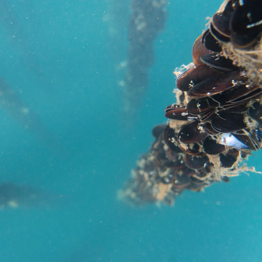 Mussels Spicy - Image 4