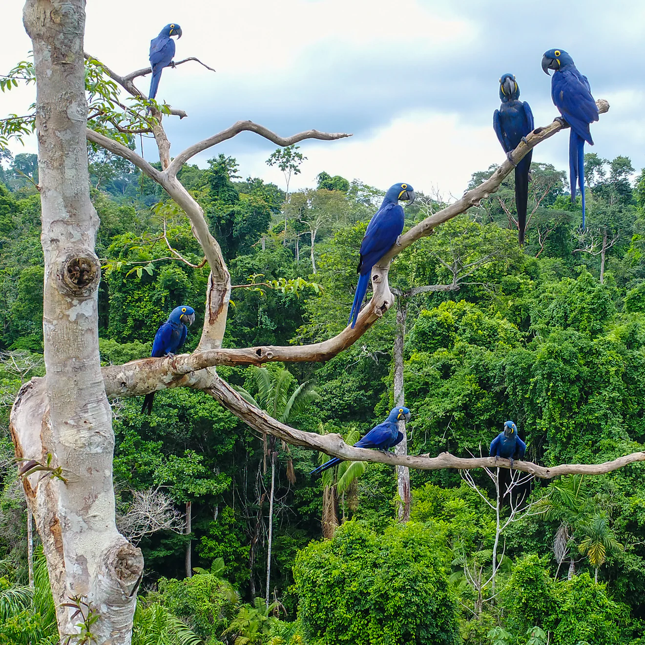 Protect the Brazilian Rainforest - Image 13