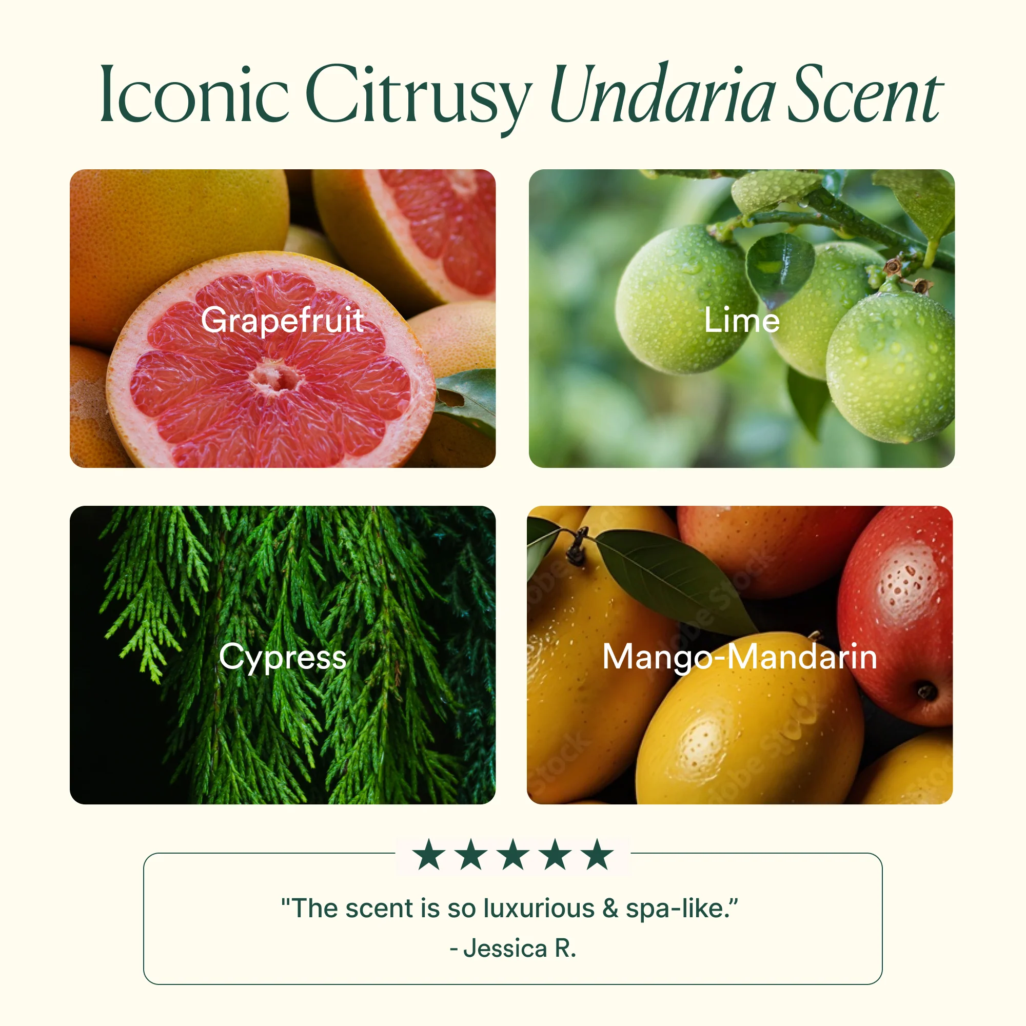 Undaria Algae™ Body Wash - Image 7
