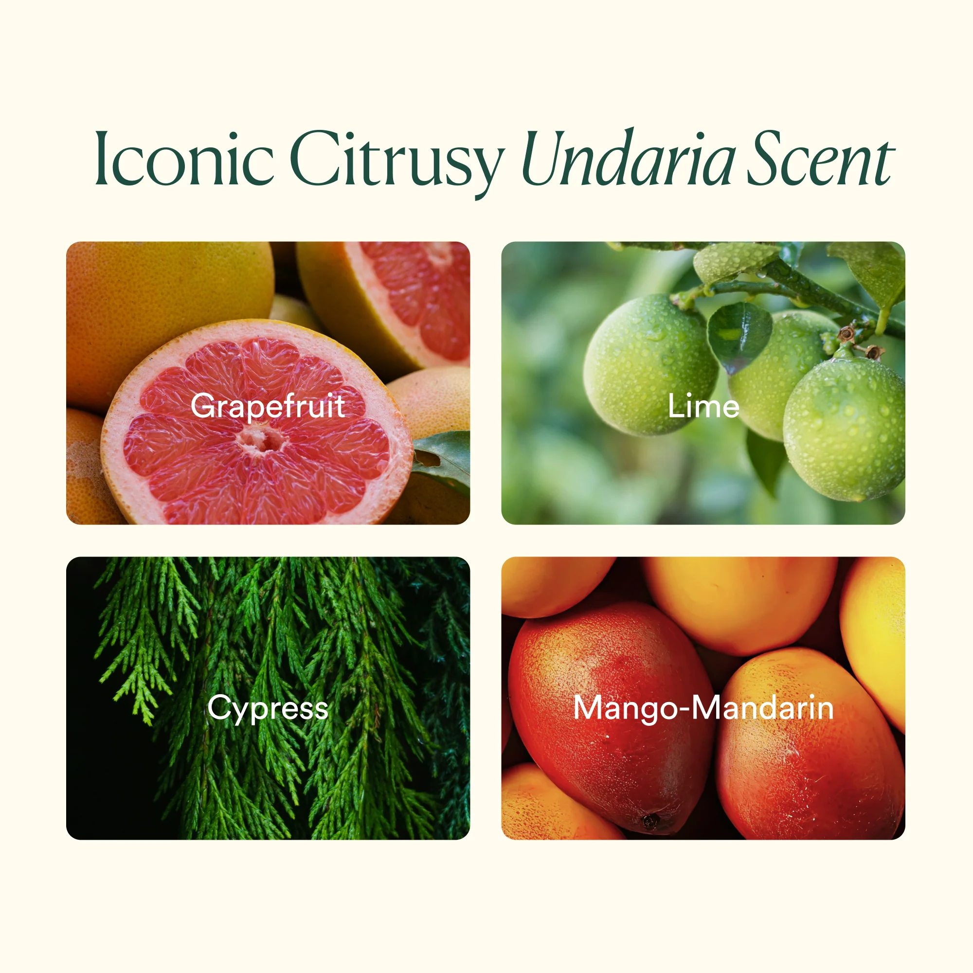 Undaria Body Glow Trio - Image 7